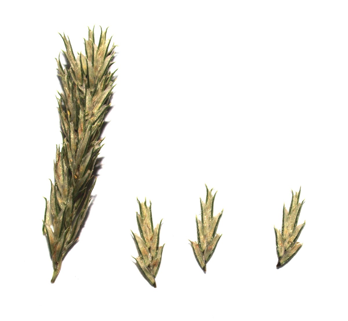Cyperus eleusinoides